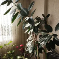 گل فیکوس سر حال قول پیکر|گل و گیاه طبیعی|مشهد, سرافرازان|دیوار