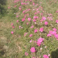 نهال گل محمدی( گلباخی)