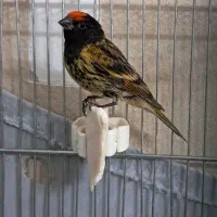 گلبسر جفتی قناری قرص بخون