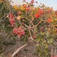 اجاره باغ پسته بصورت توافقی