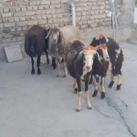 میش بره