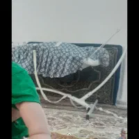 نونو در حد سیسمونی