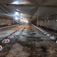 مرغداری ۳۰ هزارتایی|اجارهٔ دفتر صنعتی، کشاورزی، تجاری|گنبد کاووس, |دیوار