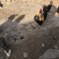 خروس|حیوانات مزرعه|چالدران, |دیوار