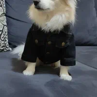 اشپیتز نر|سگ|بندرعباس, |دیوار