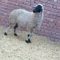 میش آبستن سنگین|حیوانات مزرعه|چترود, |دیوار