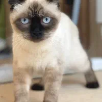 گربه سیامی اسکاتیش|گربه|ساری, |دیوار