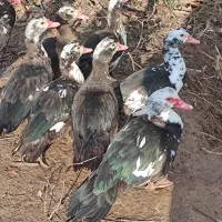 اردک اسراییلی