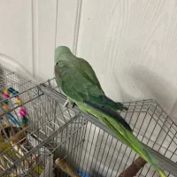 شاه طوطی جوجه تهران اصیل حلقه پا|پرنده|تهران, جلیلی|دیوار