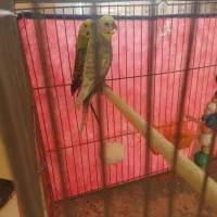 معاوضه یک جفت مرغ عشق