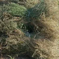 علوفه فروشی