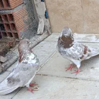 کبوتر