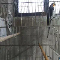 عروس هلندی|پرنده|تاکستان, |دیوار