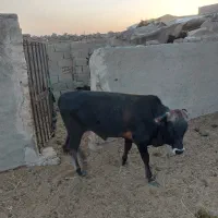 گاو.گوساله نر