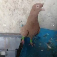 کبوتر