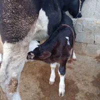 گاو شیری و دو تا گوساله سیمینتال اصیل