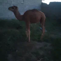 حاشی 6ماه