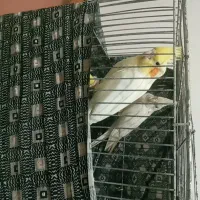 یک جفت عروس هلندی لوتینووالبینو چشم شرابی