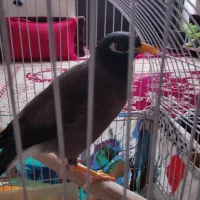 مینا افغانی