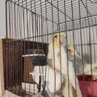 یک جفت عروس هلندی دو ماهی|پرنده|خرمدره, |دیوار