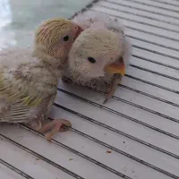 طوطی کوتوله برزیلی