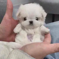 سگ مالتیپو جیبی فی 5|سگ|قم, انسجام|دیوار