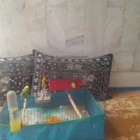 مرغ عشق|پرنده|بربرود, |دیوار