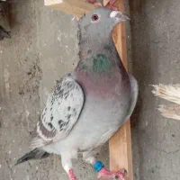 تعدادی پلاکی نر