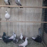 کفتر گنجه بر