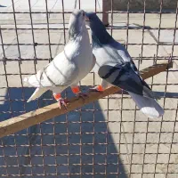 ۳۰تا حیوان پرنده به شرط پرش