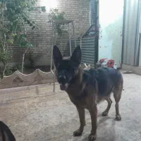 فروش سگ ژرمن شپرد