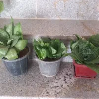 گل و گلدان