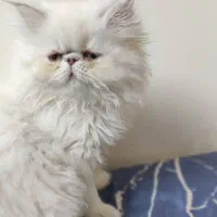 بچه گربه پرشین هیمالین سوپرفلت ماده سفیدچشم سبزآبی|گربه|تهران, حافظیه|دیوار