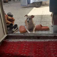 سگ گمشده توله داره صواب داره