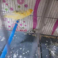 قناری نر سوپر|پرنده|قم, شاه ابراهیم|دیوار