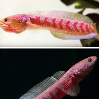 چانا ۵ نژاد خاص|ماهی|خوی, |دیوار