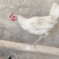 مرغ و خروس لری