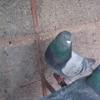 کبوتر فروشی تضمینی|پرنده|سیرجان, |دیوار