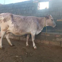 گاو 8ماه ابستن