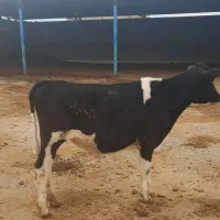 تلیسه پای کل جنس عالی از مادری پرشیر