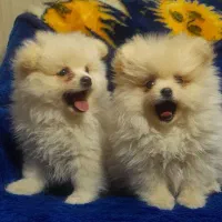 سگ پامر پامرانین پامرین|سگ|مشهد, ویلاشهر|دیوار