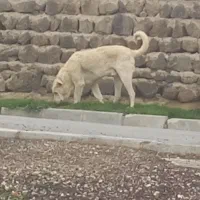 دو عدد سگ نگهبان و خیلی گله یی