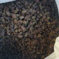 کشمش آفتابی تمیز|خوردنی و آشامیدنی|نیشابور, شهرک فرهنگیان|دیوار