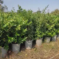 گل یاس|گل و گیاه طبیعی|نشتارود, |دیوار