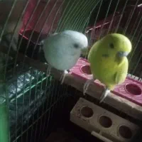 مرغ عشق فروشی|پرنده|ایرانشهر, |دیوار