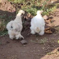 مرغ پنبه ای تخم گذار|حیوانات مزرعه|جلفا, |دیوار