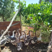 قو غاز و غاز محلی 8 ماهه