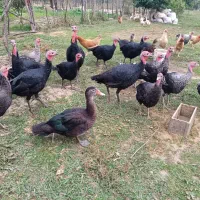 فروش بوقلبون و اردک های روسی بالغ و نزدیک به کشتار