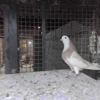 کفتر ماده نیست در جهان