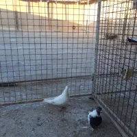 خرچی شهری با دم قهوه ای